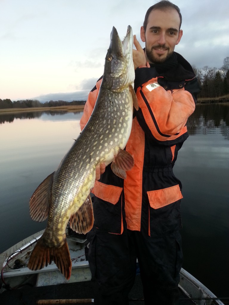 En fin gädda via fiskeguidning med fiskeguide Micke Puhakka hösten 2014! www.fishguide.se