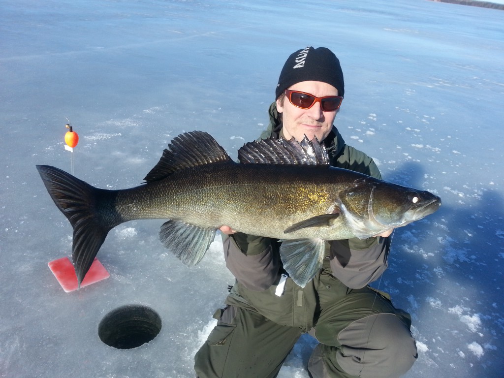 Felix med ismete gös! Fiskeguidning med fiskeguide Mikael Puhakka www.fishguide.se