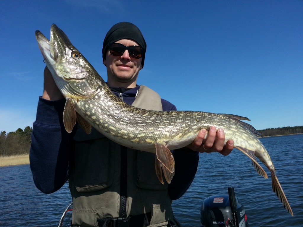 Gäddfiske i Quintrex båten! Fiskeguidning med fiskeguide Mikael Puhakka www.fishguide.se