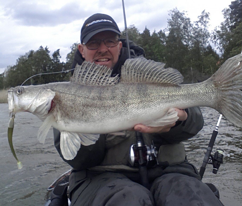 Kajakfiske från Hobie Pro Angler 12 kajaken efter gös är kul! Fiskeguide Mikael Puhakka med en gös tagen på Storms fina jiggar. www.fishguide.se