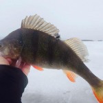 img_8184-1.jpeg