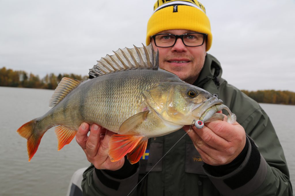 Årets längsta abborre 49 cm 1,61 kg