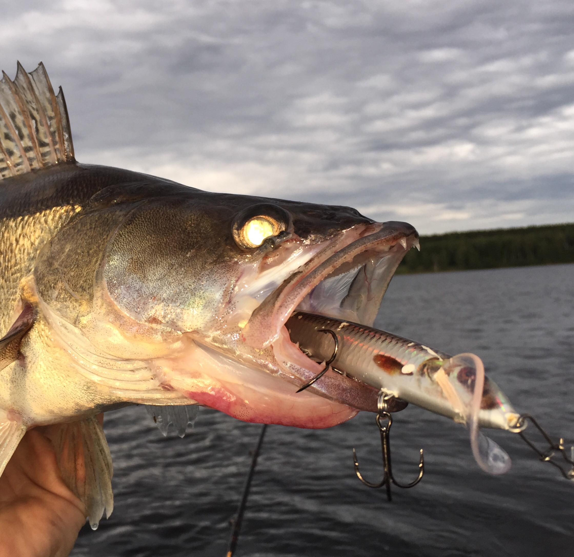 Sportfisketsdag i Nora! - Rapala Proguide Sverige