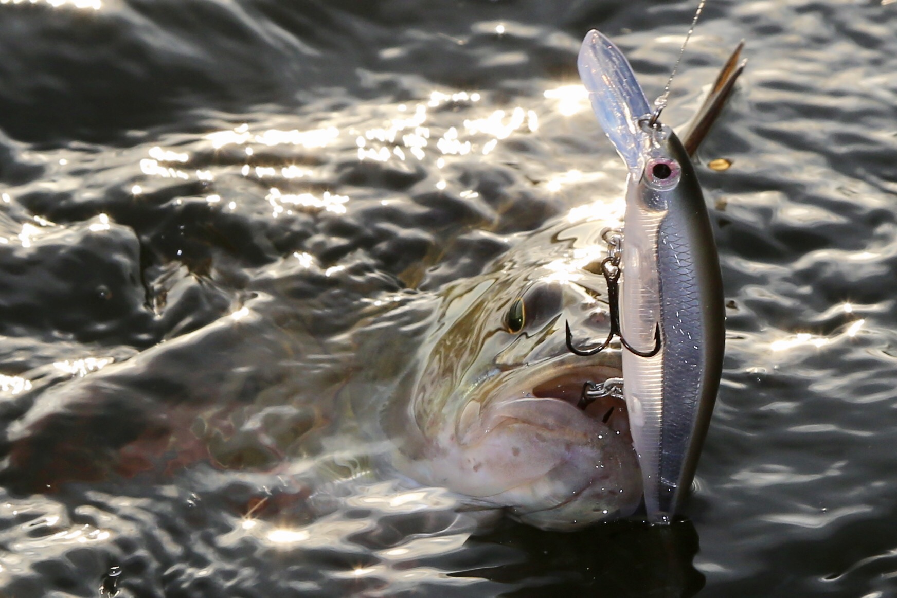 Grymt abborrefiske med Rapala Shadow Rap